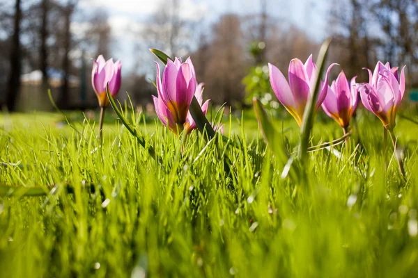 キューケンホフ公園、オランダとも呼ばれる庭の花 — ストック写真
