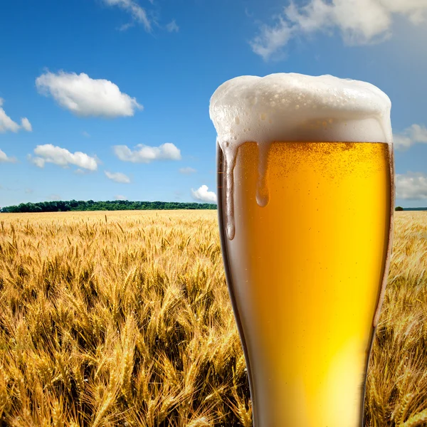Sklenici piva proti pšeničné pole a modré nebe — Stock fotografie