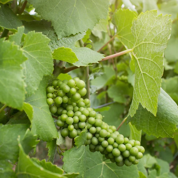 Grønn drue på vingård – stockfoto