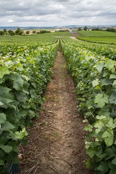 Виноградник краєвид, Монтань de Реймс, Франція — стокове фото