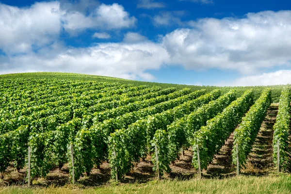 Paisaje del viñedo, Montagne de Reims, Francia — Foto de Stock