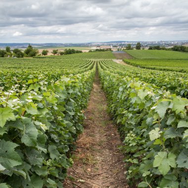 Vineyard peyzaj, montagne de reims, Fransa