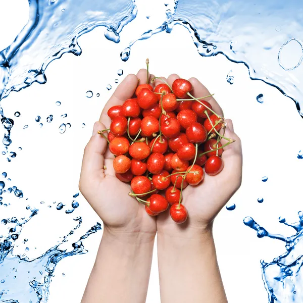 Manos sosteniendo cereza roja aislada en blanco —  Fotos de Stock