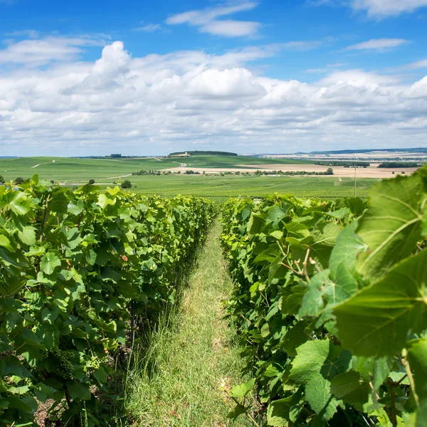 Paisaje del viñedo, Montagne de Reims, Francia — Foto de Stock