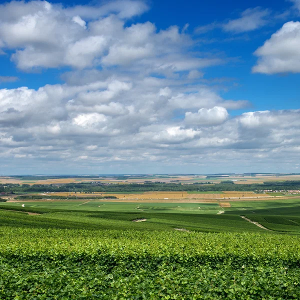 Paisaje del viñedo, Montagne de Reims, Francia — Foto de Stock