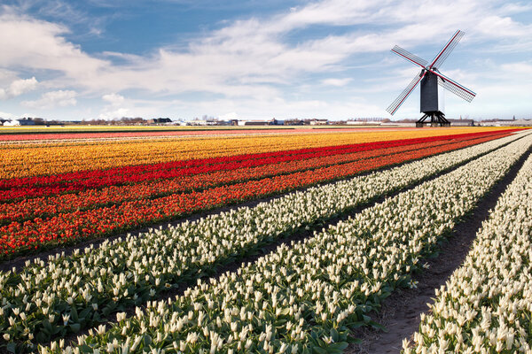 Windmill on field of tulips