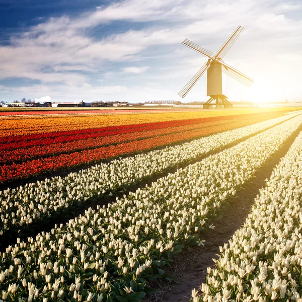 Windmill on field of tulips — Stock Photo, Image