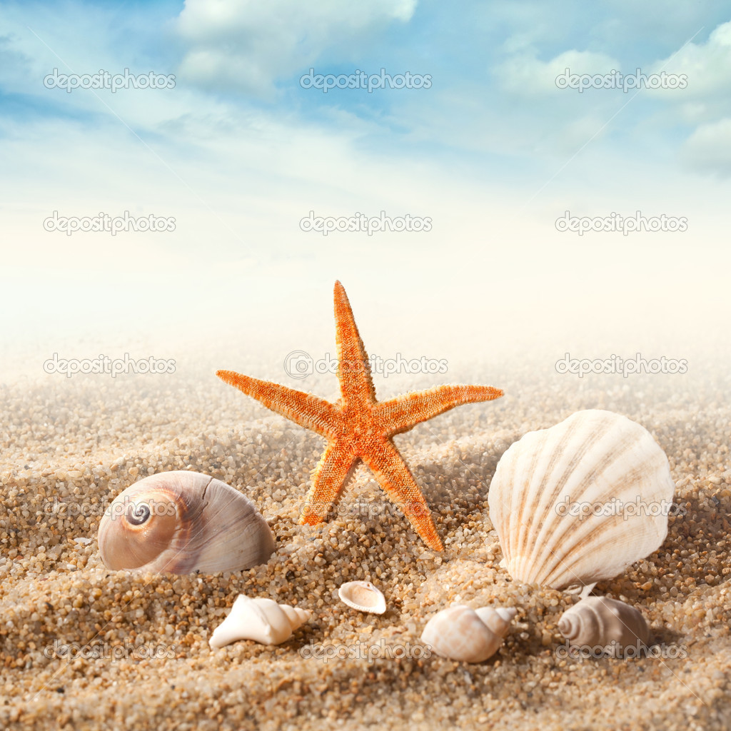 Sea shells on the sand against sky