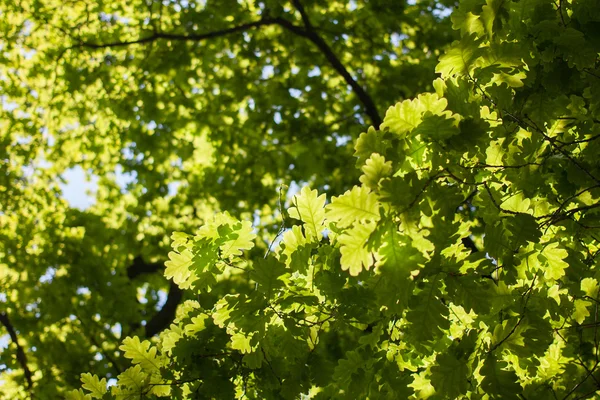Πράσινα δρύινα φύλλα — Φωτογραφία Αρχείου