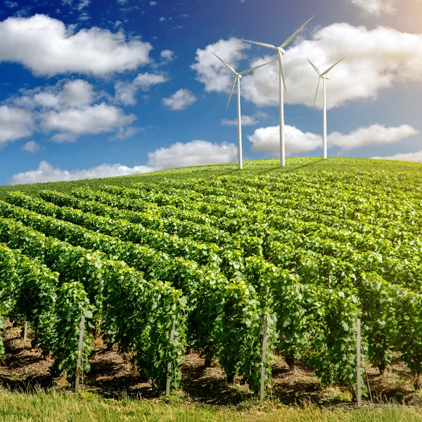 Paisagem vinícola com geradores de vento — Fotografia de Stock