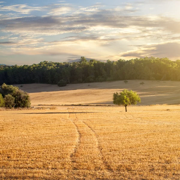 Поле пшениці на заході сонця — стокове фото