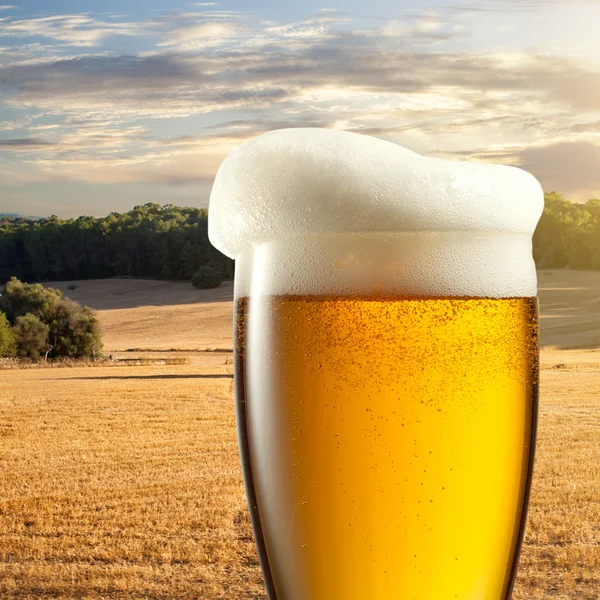 Verre de bière contre champ de blé — Photo