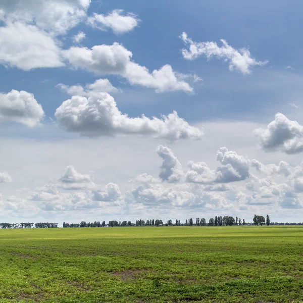 Zomer landschap — Stockfoto