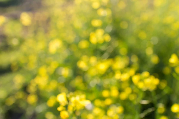 Bloemen achtergrond met natuurlijke bokeh — Stockfoto