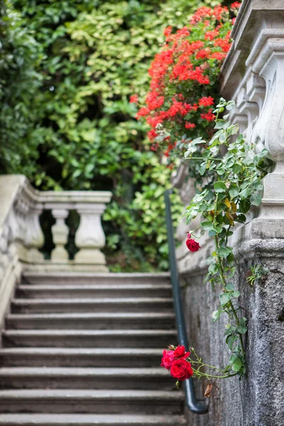 Villa Carlotta kukkia Como järvellä — kuvapankkivalokuva