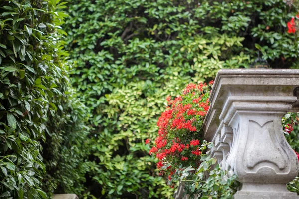 Villa Carlotta Kukkia Como Järvellä Italiassa — kuvapankkivalokuva