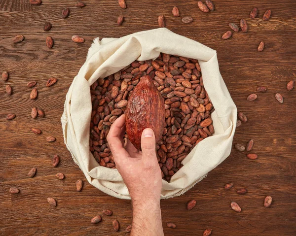 Vista Superior Mano Masculina Cosecha Sosteniendo Vaina Cacao Entero Orgánico — Foto de Stock