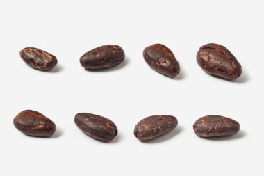 Teobroma kakao ağacının beyaz arka plandaki birkaç sıra organik soyulmuş fasulyesi.