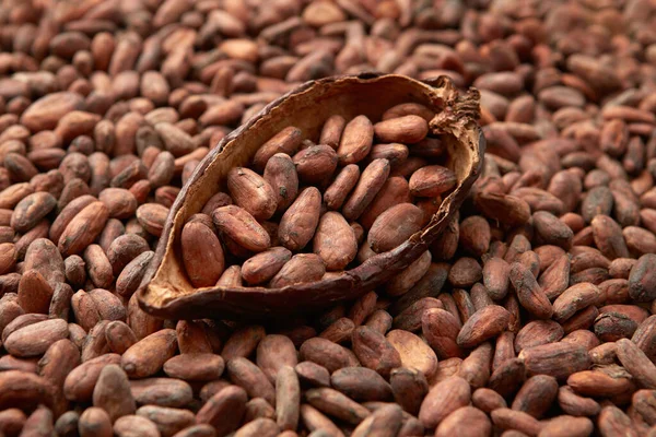 ココアポッドの半分にTheobromaカカオの木の皮をむかない純粋な有機豆の高い角度 — ストック写真