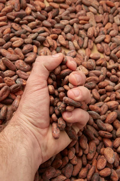 上記の作物の男性の手からココアの木の有機無皮生豆の山を取る — ストック写真