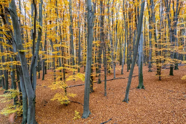 野生の森の中の黄金の秋の美しい景色 乾燥した葉はすべての地面を覆う 自然の四季折々の美しさ — ストック写真