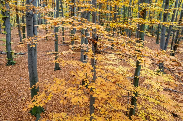Vista Superior Árvores Com Troncos Cinzentos Folhas Amarelas Entre Floresta — Fotografia de Stock