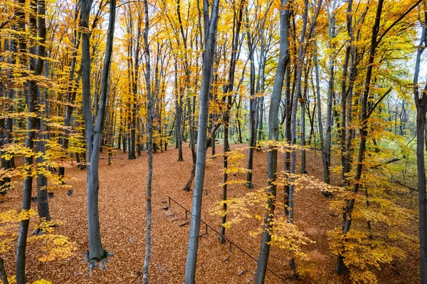 Vue Aérienne Forêt Automne Incroyable Avec Des Arbres Jaunes Autour — Photo