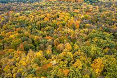Ağaçların üzerine renkli yapraklar dökülen sonbahar ormanının güzel hava manzarası. Yaprak döken ve kozalaklı ormanların karışımı. Doğal arkaplan.