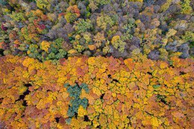 Renkli ağaçlarla karışık yapraklı ve kozalaklı güzel bir orman. Orman bölgesinin üstündeki İHA 'dan üst hava görüntüsü.