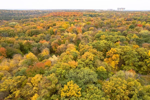 カラフルな木々や背景にモダンな建物と秋の公園の美しい景色 ドローンからの空中風景 — ストック写真