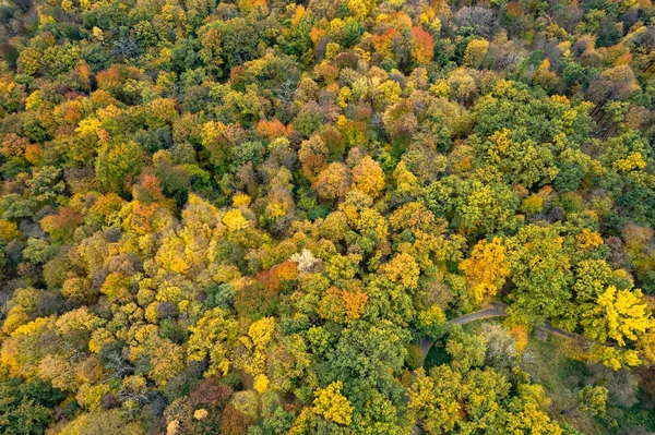 Вид Беспилотника Красочные Осенние Листья Деревьях Диком Лесу Естественный Узор — стоковое фото