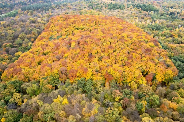 Belo Outono Floresta Mista Com Folhas Queda Coloridas Árvores Vista — Fotografia de Stock