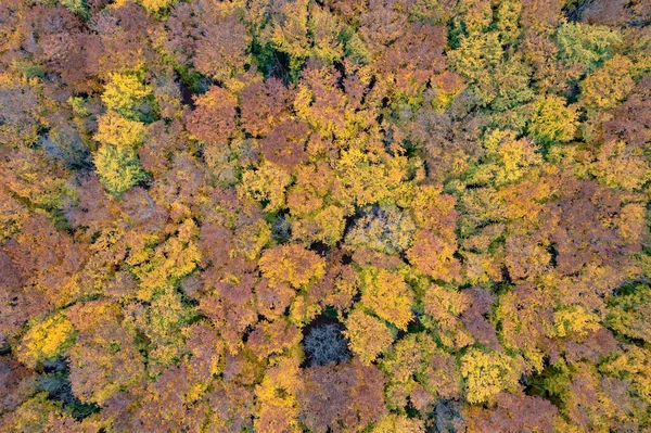 Sömlöst Mönster Färgglada Träd Hösten Skogen Från Fåglar Ögon Vackra — Stockfoto