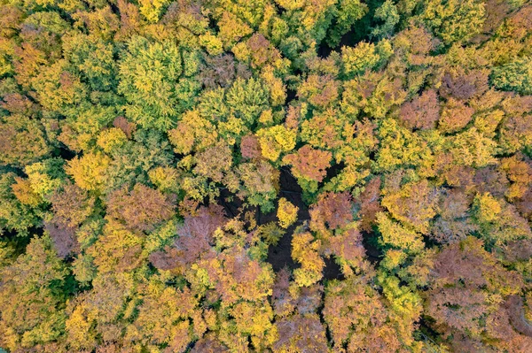 Sonbahar Mevsiminde Drone Dan Ormana Güzel Bir Manzara Ağaçlardaki Renkli — Stok fotoğraf