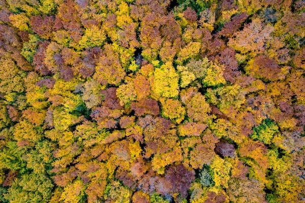 Природный Фон Лесного Массива Красочными Деревьями Осенний Сезон Вид Сверху — стоковое фото