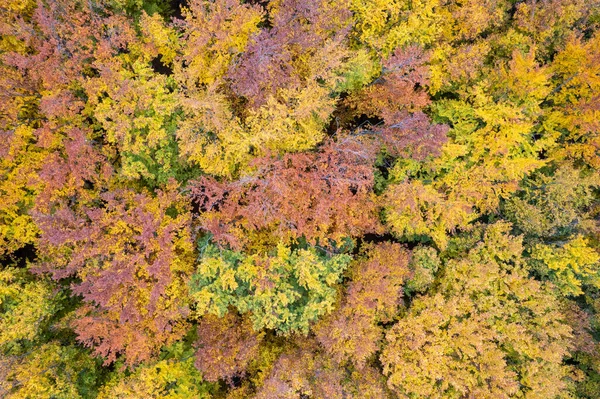 Přirozený Vzor Podzimního Lesa Barevnými Podzimními Listy Stromech Letecký Pohled — Stock fotografie