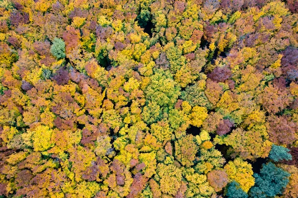 Όμορφο Φθινόπωρο Φυλλοβόλο Δάσος Πολύχρωμα Δέντρα Από Την Άποψη Drone — Φωτογραφία Αρχείου