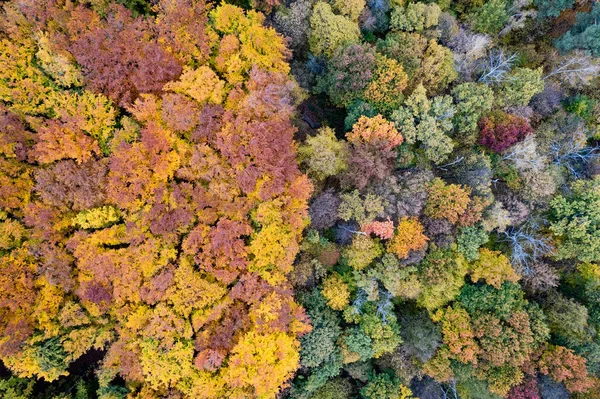 鸟瞰美丽的自然景观 色彩斑斓的秋天树叶落在树上 秋林无缝带模式 — 图库照片