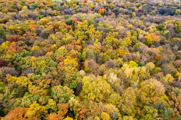 在五彩斑斓的落叶之上 鸟瞰着天空 金光闪闪的秋天在森林公园 季节性概念 — 图库照片