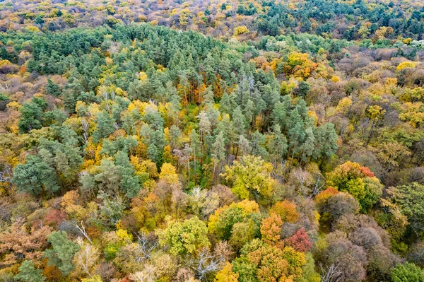Вид Сверху Осенний Лес Разноцветными Деревьями Сценические Смешанные Хвойные Лиственные — стоковое фото