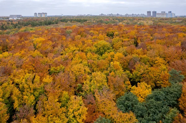 Потрясающий Вид Беспилотника Леса Красочными Опавшими Листьями Деревьях Осенний Парк — стоковое фото