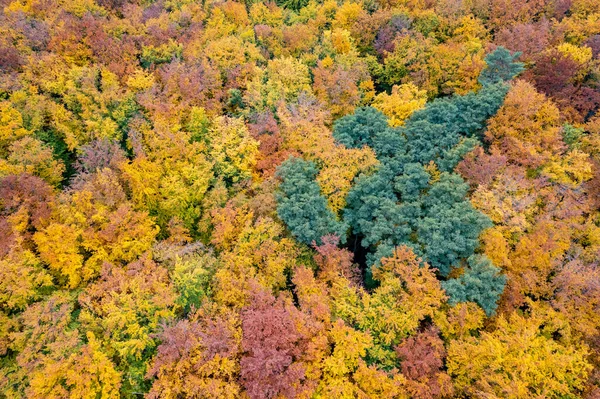 Paisagem Floresta Outono Com Folhas Queda Coloridas Árvores Vista Drone — Fotografia de Stock