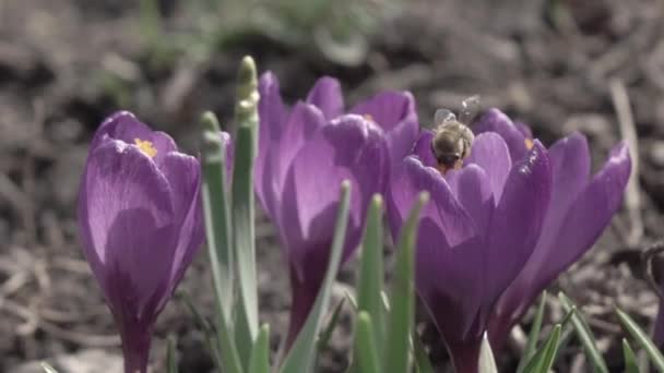蜜蜂从番红花中采集花蜜 动作缓慢 — 图库视频影像
