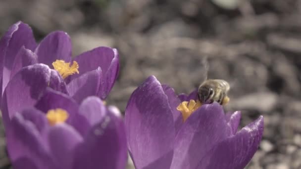 Las Abejas Recogen Néctar Las Flores Cocodrilo Cámara Lenta — Vídeo de stock