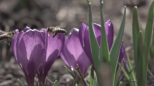 Les Abeilles Recueillent Nectar Des Fleurs Crocus Ralenti — Video