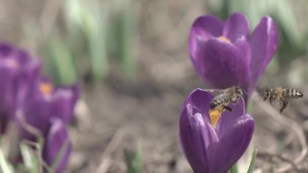 Bees Collect Nectar Crocus Flowers Slow Motion — Stock Video