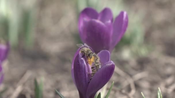 Les Abeilles Recueillent Nectar Des Fleurs Crocus Ralenti — Video