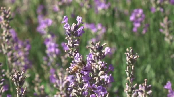 Fresh Twigs Blooming Lavender Flowers Working Honeybee Flying Gathering Nectar — Video Stock