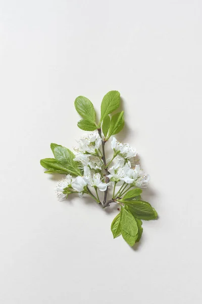 Fresh Spring Tree Blossom Laid White Background Original Spring Template — Stockfoto