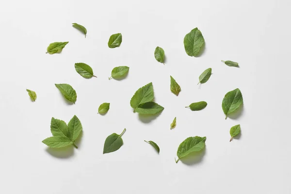 Junge Grüne Baumblätter Auf Weißem Hintergrund Originelles Webdesign Mit Naturmotiv — Stockfoto